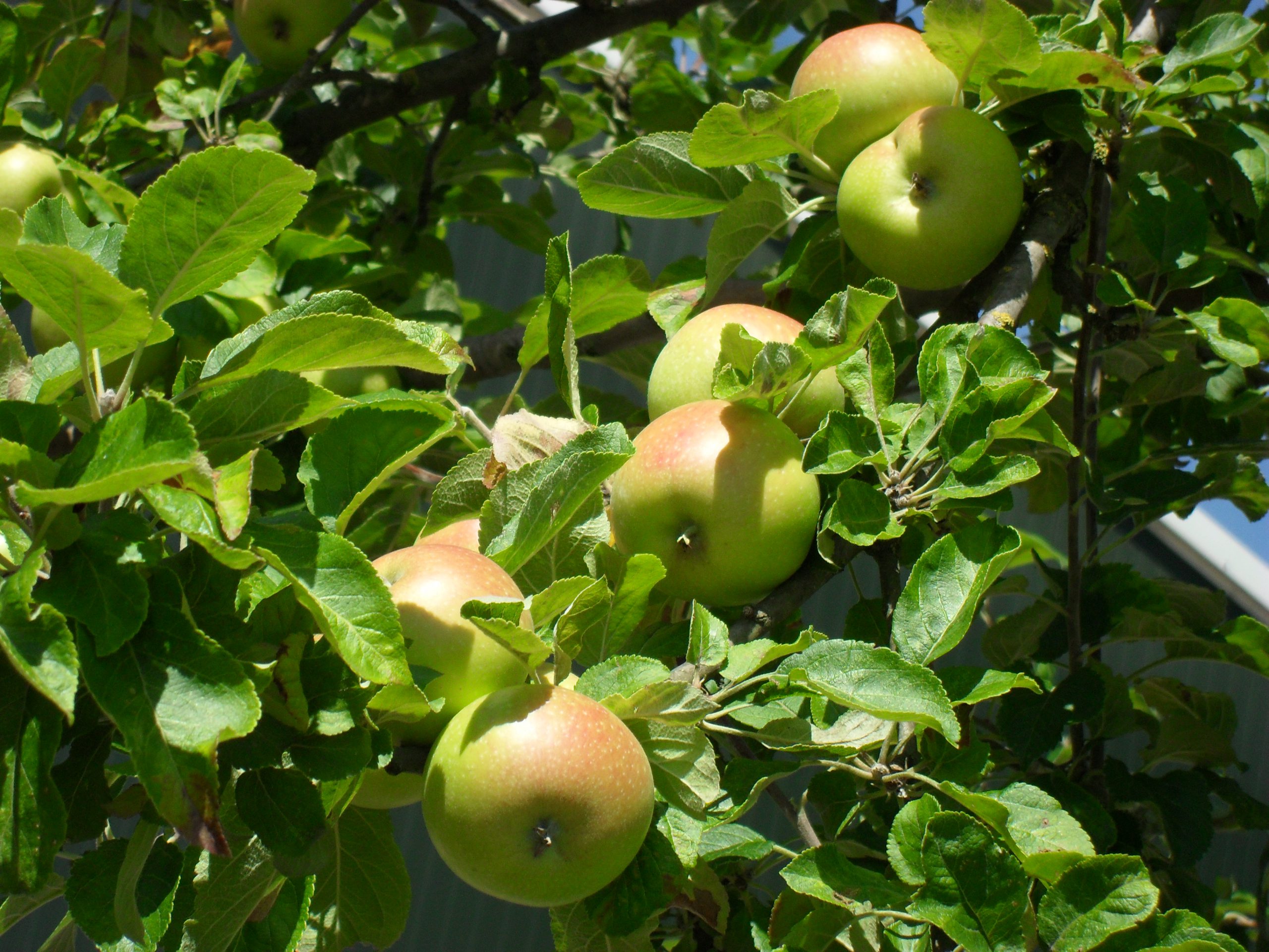 Appels aan de boom